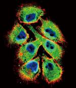 EphB2 Antibody in Immunocytochemistry (ICC/IF)