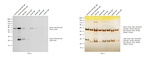 Rabbit anti-Syrian Hamster IgG (H+L) Secondary Antibody, HRP