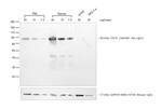 Chicken anti-Rat IgG (H+L) Secondary Antibody, HRP
