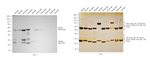 Rat IgG (H+L) Secondary Antibody in Western Blot (WB)
