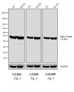 Sheep anti-Rat IgG (H+L) Secondary Antibody, AP