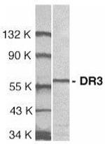 DR3 Antibody in Western Blot (WB)