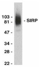 SIRP alpha Polyclonal Antibody