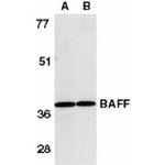 BAFF Antibody in Western Blot (WB)