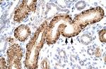 NR5A1 Antibody in Immunohistochemistry (Paraffin) (IHC (P))