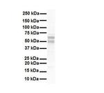 NR5A1 Antibody in Western Blot (WB)