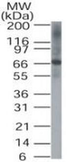 DUSP8 Antibody in Western Blot (WB)