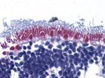 AIF Antibody in Immunohistochemistry (Paraffin) (IHC (P))