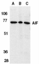 AIF Antibody in Western Blot (WB)
