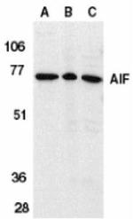 AIF Antibody in Western Blot (WB)