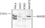 MADD Antibody in Western Blot (WB)