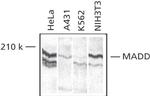 MADD Antibody in Western Blot (WB)
