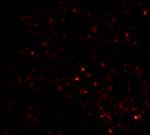 F1A alpha Antibody in Immunohistochemistry (Paraffin) (IHC (P))