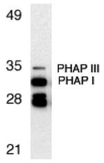PHAP Antibody in Western Blot (WB)
