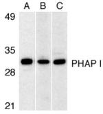 PHAP I Antibody in Western Blot (WB)