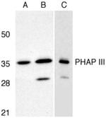 PHAP III Antibody in Western Blot (WB)