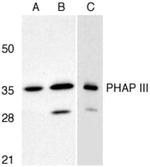 PHAP III Antibody in Western Blot (WB)