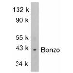 CXCR6 Antibody in Western Blot (WB)