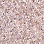 Caspase 12 Antibody in Immunohistochemistry (Paraffin) (IHC (P))