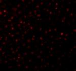 Caspase 12 Antibody in Immunohistochemistry (Paraffin) (IHC (P))