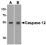 Caspase 12 Antibody in Western Blot (WB)