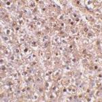 Caspase 12 Antibody in Immunohistochemistry (Paraffin) (IHC (P))