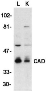 DFFB Antibody in Western Blot (WB)