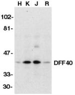 DFFB Antibody in Western Blot (WB)