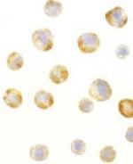 RAIDD Antibody in Immunocytochemistry (ICC/IF)