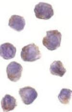 RIP2 Antibody in Immunocytochemistry (ICC/IF)