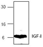 IGF1 Antibody in Western Blot (WB)