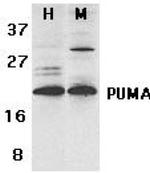 PUMA alpha/beta Antibody in Western Blot (WB)
