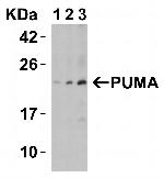 PUMA alpha/beta Antibody in Western Blot (WB)