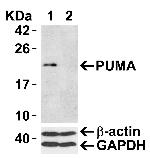 PUMA alpha/beta Antibody in Western Blot (WB)