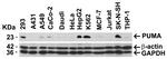 PUMA alpha/beta Antibody in Western Blot (WB)