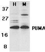 PUMA alpha/beta Antibody in Western Blot (WB)