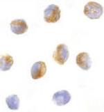 CARD9 Antibody in Immunocytochemistry (ICC/IF)