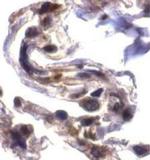 ARTS Antibody in Immunohistochemistry (Paraffin) (IHC (P))