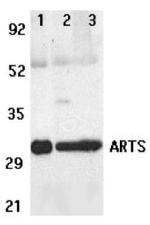 ARTS Antibody in Western Blot (WB)