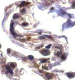 ARTS Antibody in Immunohistochemistry (IHC)