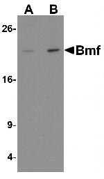 Bmf Antibody in Western Blot (WB)