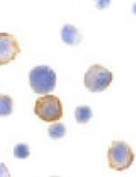Bmf Antibody in Immunocytochemistry (ICC/IF)