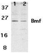 Bmf Antibody in Western Blot (WB)