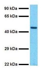 SOX5 Antibody in Western Blot (WB)