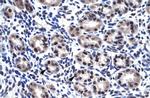 SP7 Antibody in Immunohistochemistry (Paraffin) (IHC (P))