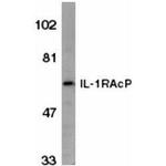 IL-1RAcP Antibody in Western Blot (WB)
