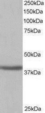 SIRT4 Antibody in Western Blot (WB)