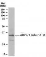 ARPC2 Antibody in Western Blot (WB)
