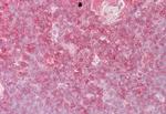 ELF1 Antibody in Immunohistochemistry (Paraffin) (IHC (P))