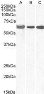 ELF1 Antibody in Western Blot (WB)